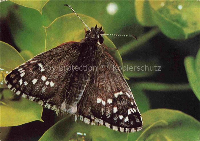 Schmetterlinge Dikkopvlinder Skipper