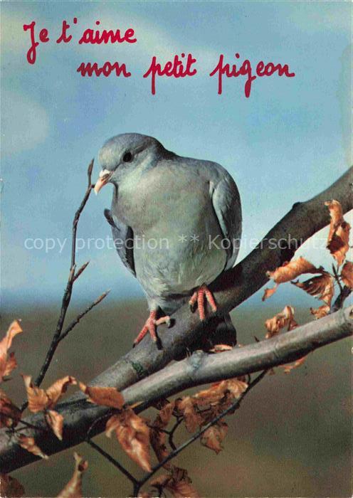 Tauben Pigeons Palomas--