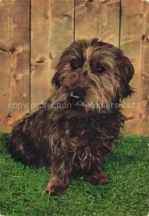 Hunde dogs chiens Braun