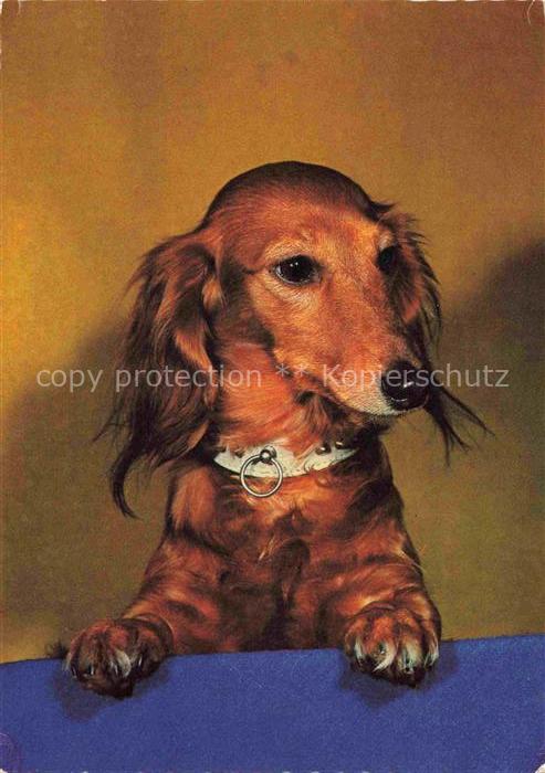 Hunde dogs chiens Braun