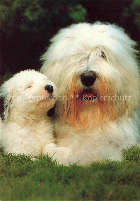 Hunde dogs chiens Weris Baby