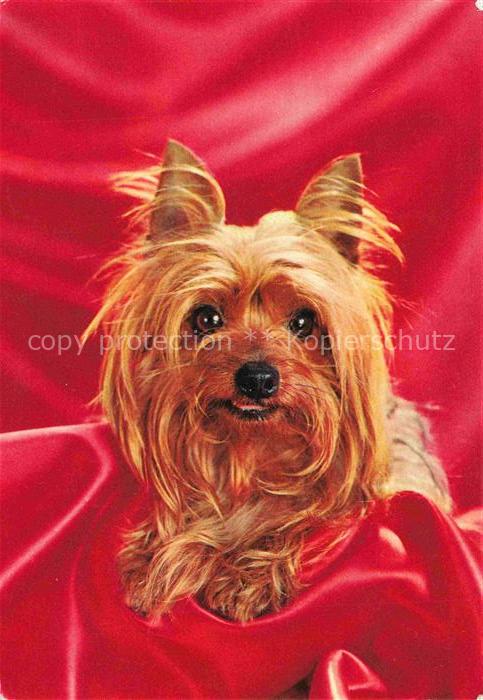 Hunde dogs chiens Braun