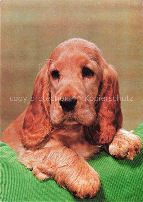 Hunde dogs chiens Welpe Braun