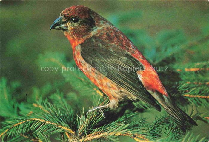 Voegel Birds Oiseaux Jeunesse au plein air Pupilles de ecole Publique du Haut Rh