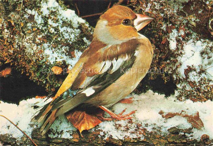 Voegel Birds Oiseaux Oiseaux de Chez nous Passereaux Le Gros Bec