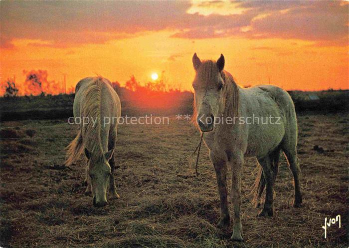 PFERDE Horses Cheval France Coucher de soleil Camargue