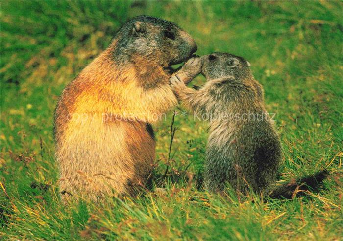 Murmeltier Marmots