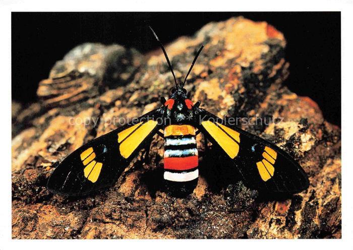 Schmetterlinge Papillon de nuit Gabon