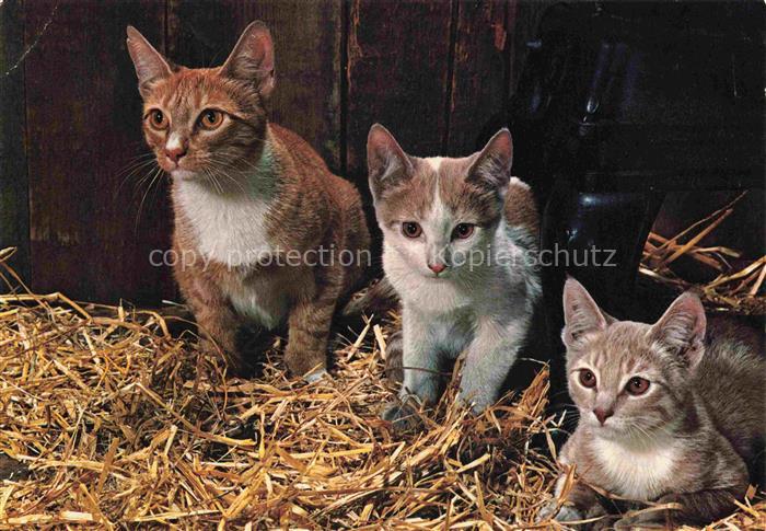 Katzen Angora Siam Persan