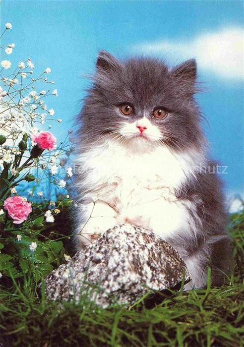 Katzen Grau Weiss