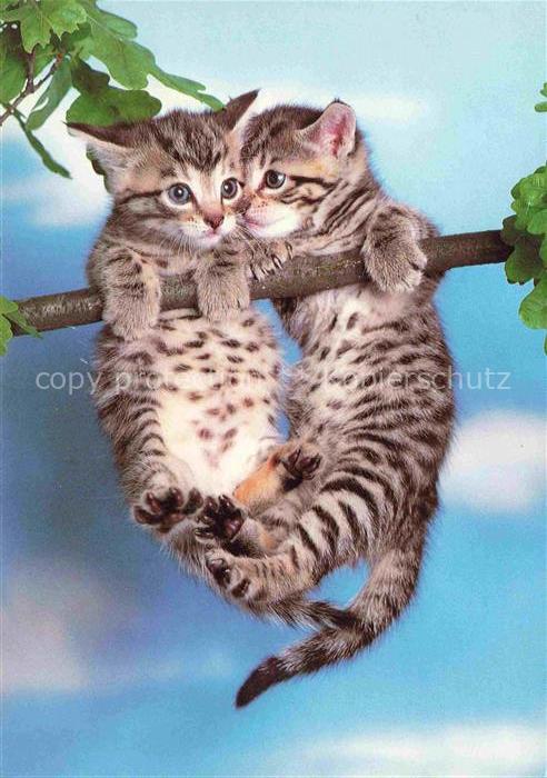 Katzen Babys