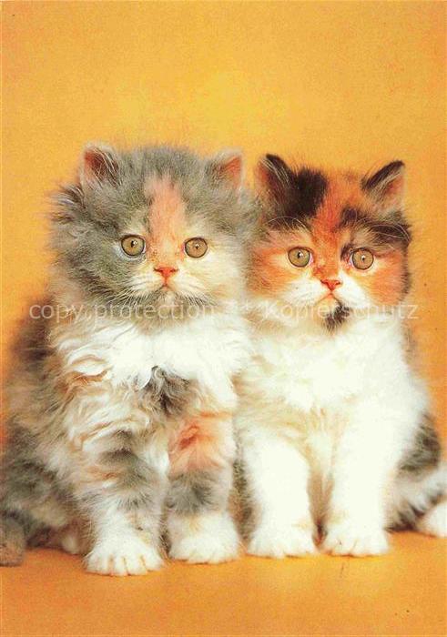 Katzen Grau Weis Rot Schwarz Babys