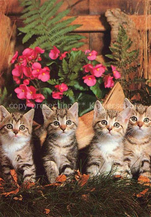 Katzen Babys Grau Weis