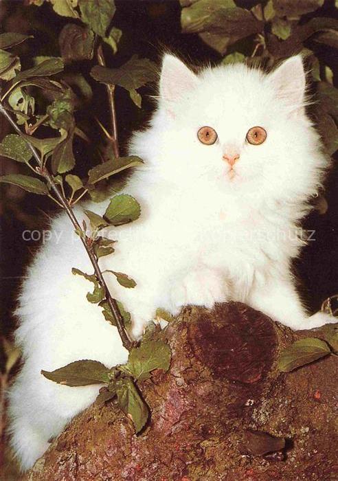 Katzen Weiss
