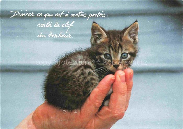 Katzen Lille Den Haag Houtland