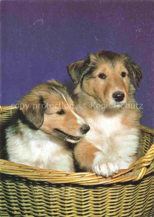 Hunde dogs chiens baby Collie