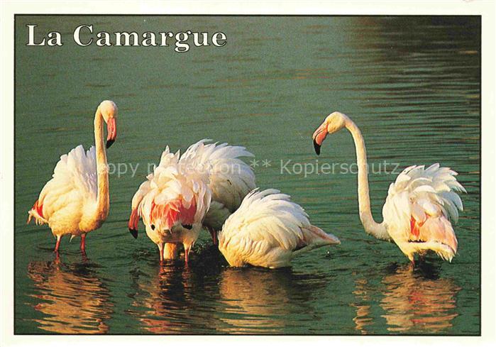 Flamingo La Camargue