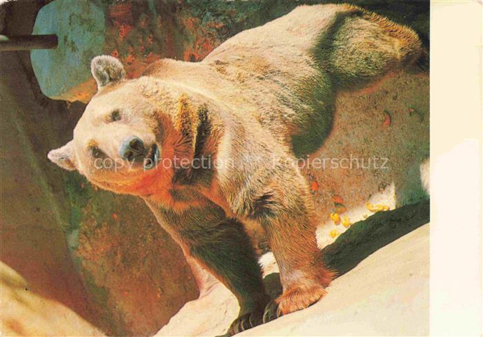 Baer  Ours Orso Tiere Braun Syrian