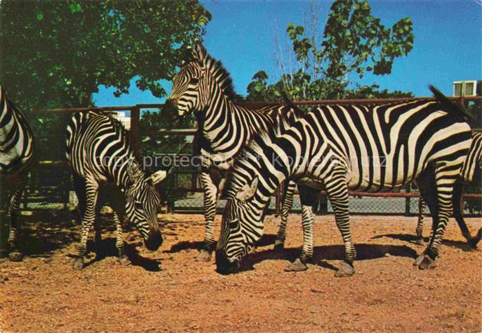 Zebras Zebre Cebra-- Grants Eunus Guagga Granti