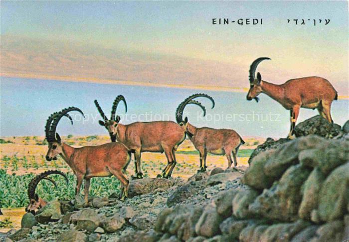 Gemsen Steinbock Capricorn Capricorne Capricornio-- Ein Gedi Nibian Ibex