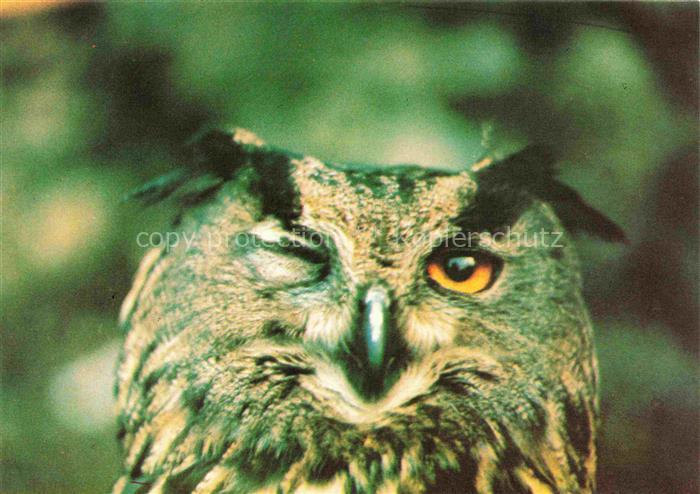 Eule Owl Hibou Chouette-- Kintzheim Volerie des Aigles