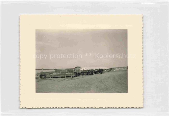 Odessa  Odeca Ukraine Un kolkhoze élevage