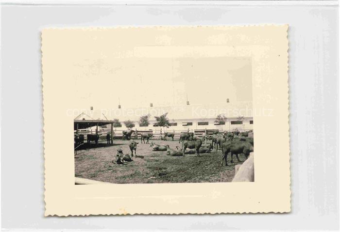 Odessa  Odeca Ukraine Kolkhoze élevage ferme laitiere