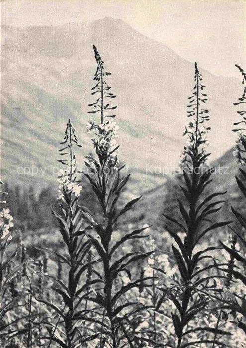 Altai-Mountains Altai-Gebirge Mongolia Panorama Les broussaillales de cyprès