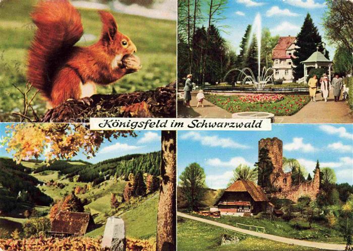Koenigsfeld  Baden Schwarzwald BW Eichhoernchen Kurpark Herbststimmung Ruine Wal