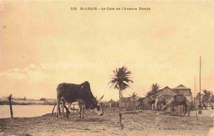 St Louis  Senegal Un coin de l'Avenue Doods