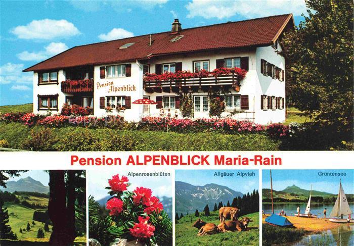 Maria Rain Allgaeu Bayern Pension Alpenblick Landschaftspanorama Alpenrosenbluet
