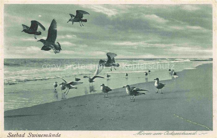 Swinemuende SWINOUJSCIE PL Moewen am Strand