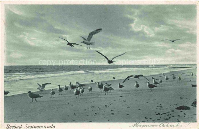Swinemuende SWINOUJSCIE PL Moewen am Ostseestrand