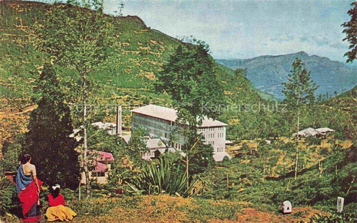 Nuwara Eliya Ceylon Sri-Lanka Tea Factory and Estate