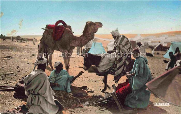 Kamele  Camel Chameau-- cigogne Wueste Maroc Marokko Casablanca