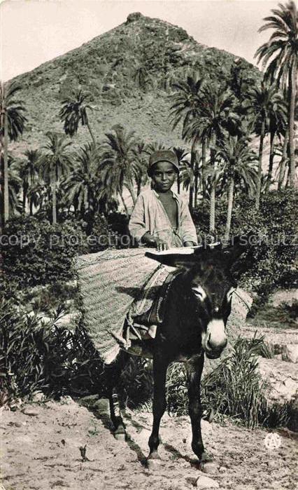 Esel Tiere Kind Promenade Palmeraie L'afrique Nord