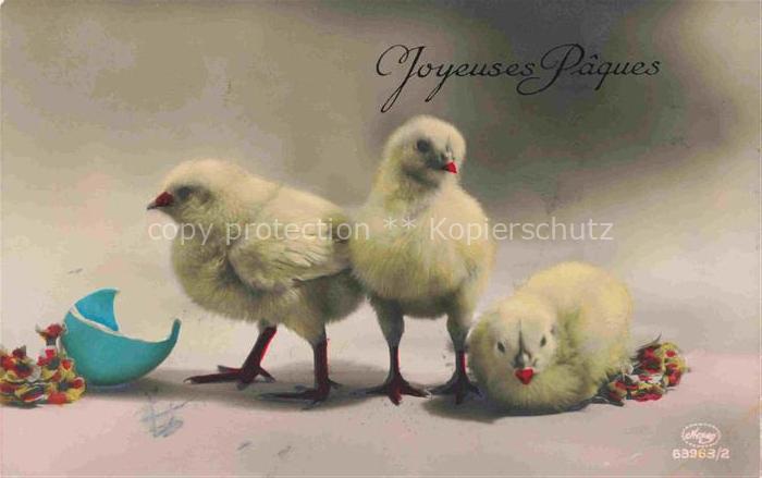 Foto Amag Nr. 63963/2 Ostern Easter Paques Pasqua Kueken Ei Schweiz