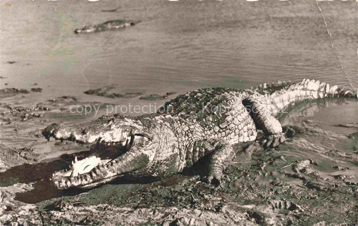 Krokodile Faune Africane