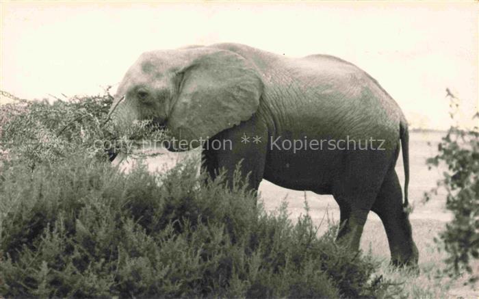 Elefant