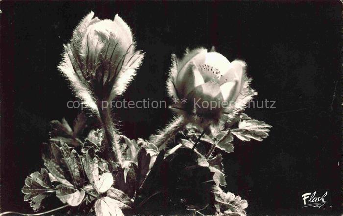 Blumen Flowers Fleurs Anemones Fleurs Montagne