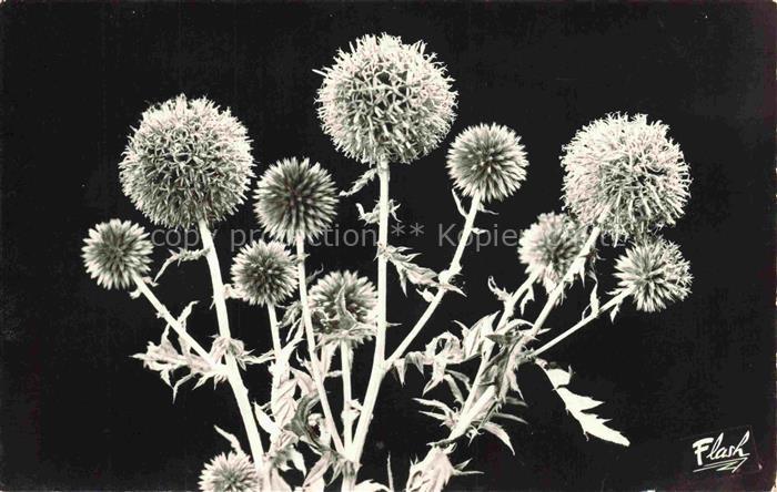 Blumen Flowers Fleurs Chardons Bleus Montagne