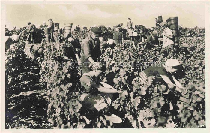 Wein Wine Vin Vino-- Pfalz