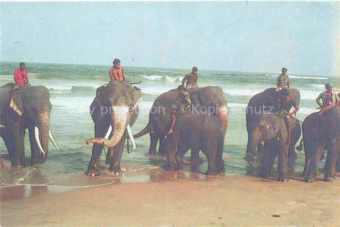 Elefant Srie Lanka Meer Baden
