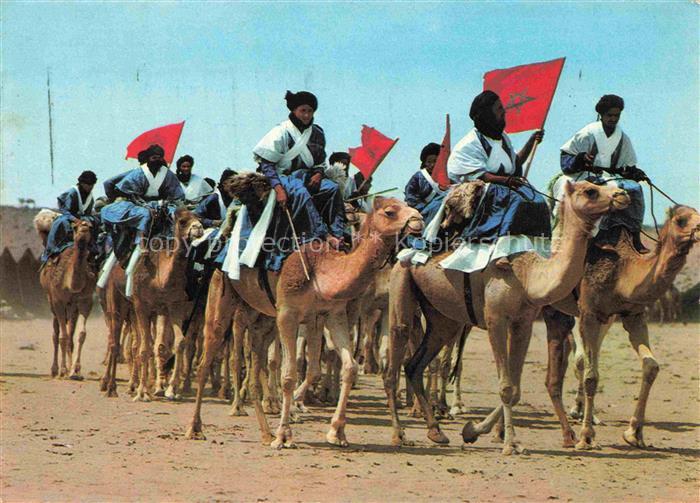 Kamele  Camel Chameau-- Sud Marokko Sahara