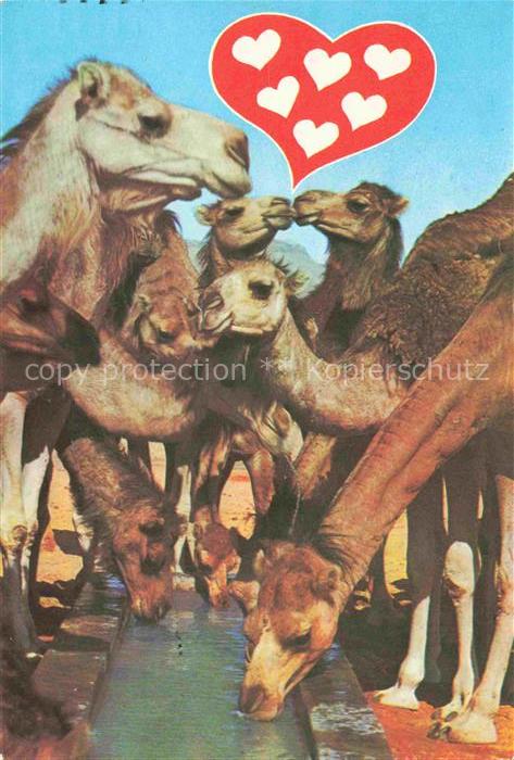 Kamele  Camel Chameau-- Tunesien