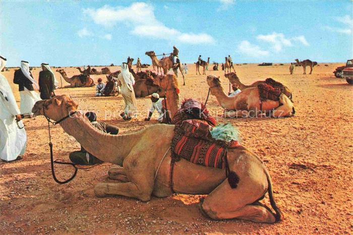 Kamele  Camel Chameau-- Wueste