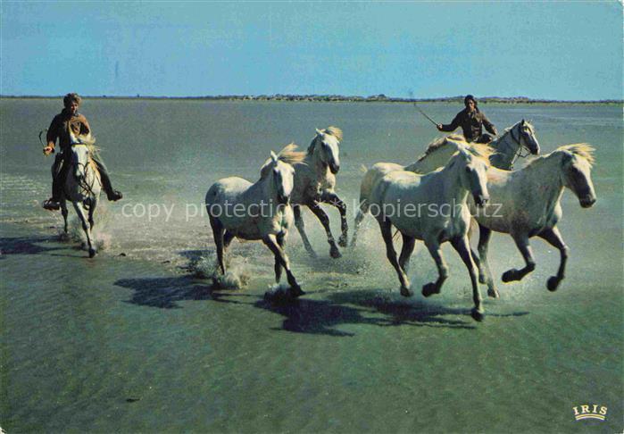 PFERDE Horses Cheval Vervolgung Wild sauvage