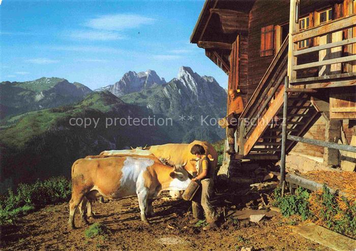 Kuehe Saanenland Rittmal Gummfluh Riblihorn Schweiz