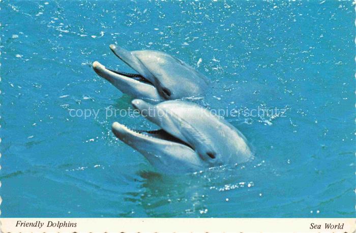 Delphine Dolphins Dauphins Delfines Sea World Orlando San Diego