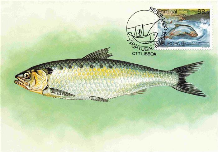 Fische Fish Poissons Peces Pesci-- Cittlisboa Portugal